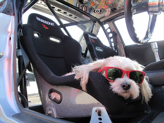 A dog to drive