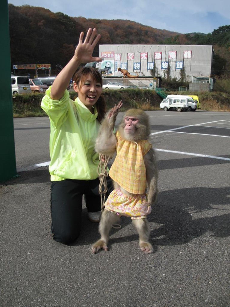 Monkey Matsuri!!
